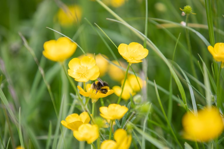 A bee in a bed of yellow poppies