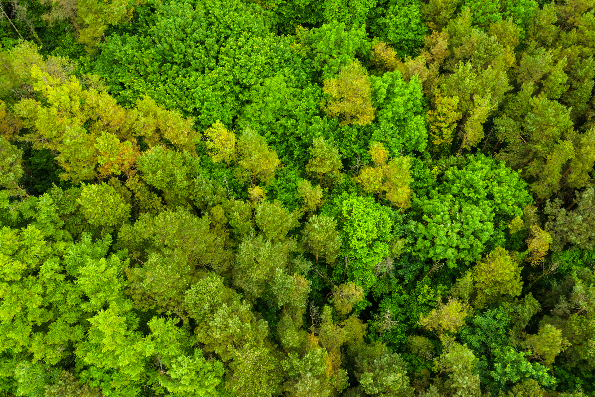 Aerial view of forest trees