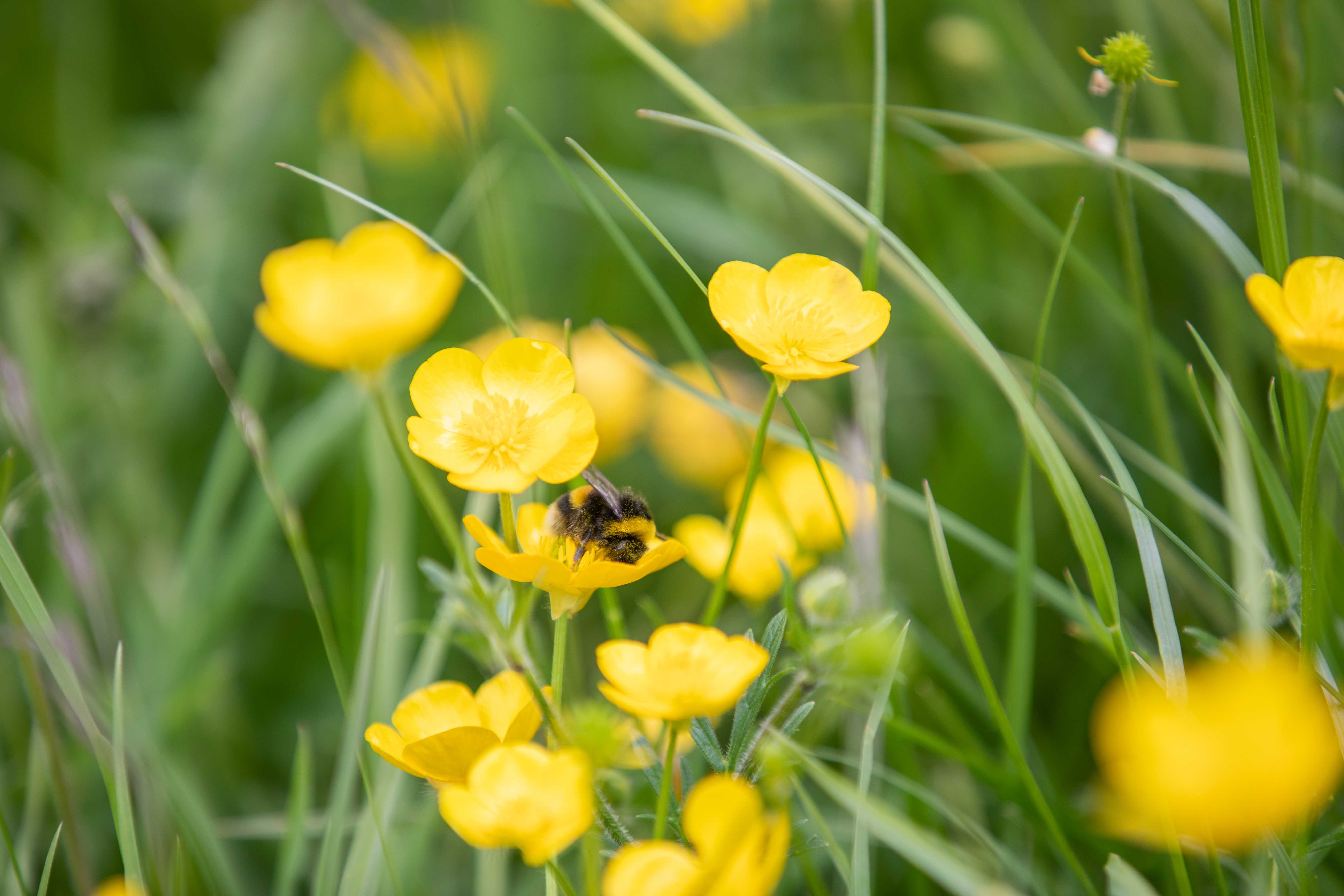 A bee gathering pollen from a bright yellow flower