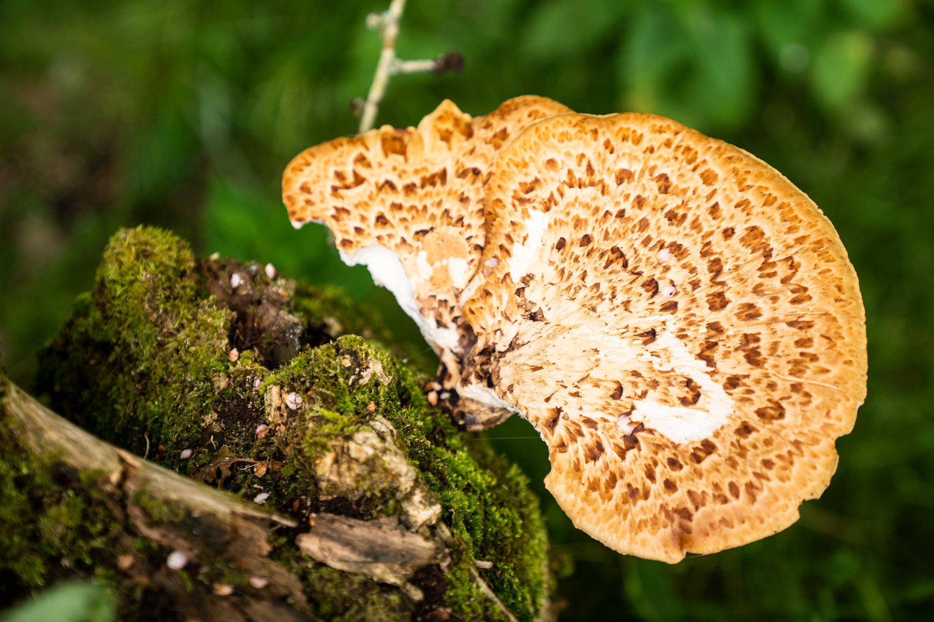 A mushroom growing on wood
