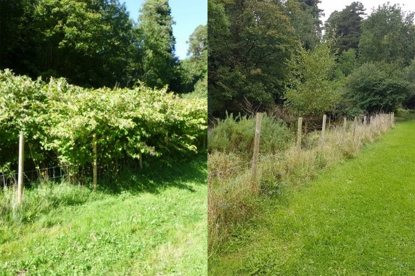 Bohernabreena Invasive Species Management