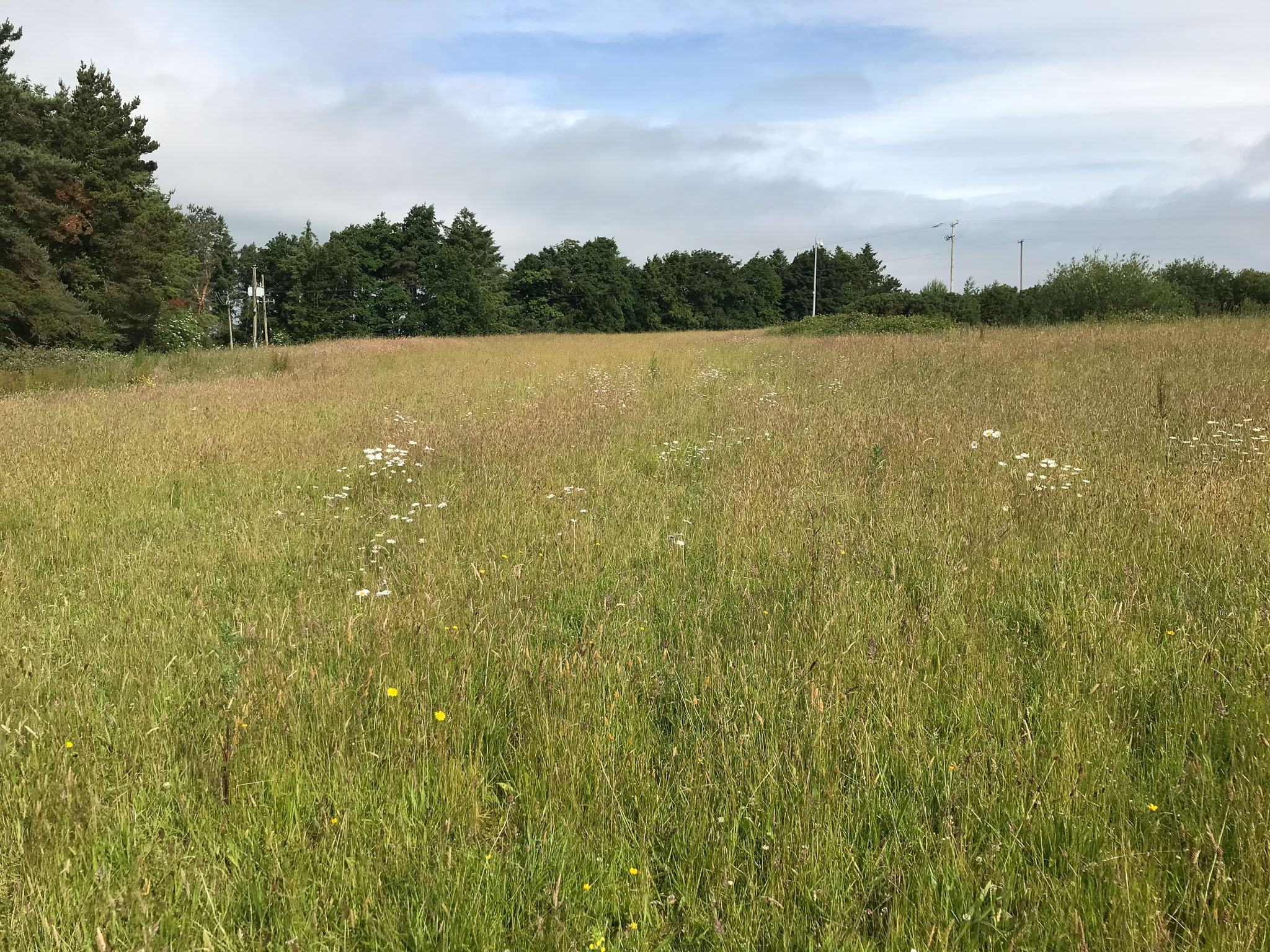 A wide field of grass and wild flowers at Inniscarra