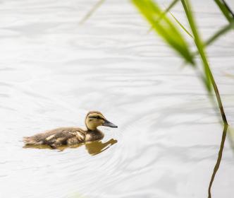 A brown duckling swimming in a pond