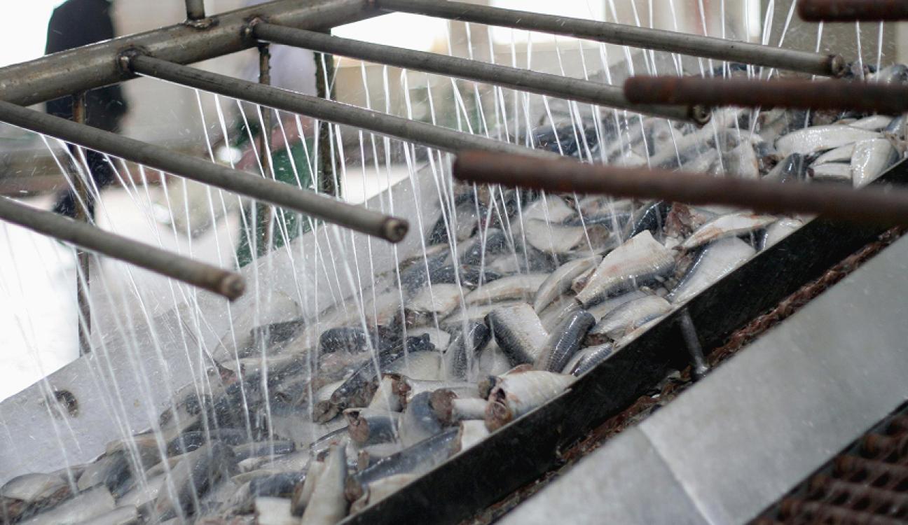 A number of fish in a conveyor belt being washed 