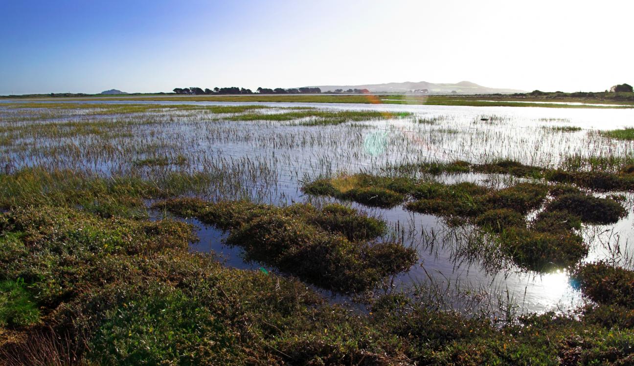 A bog